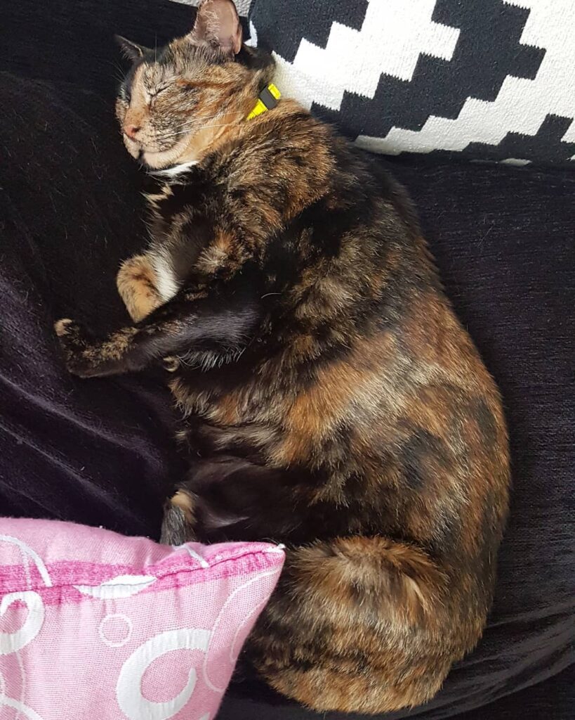 gato gordinho cor de tartaruga deitado a dormir