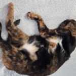 gata tartaruga deitada a dormir