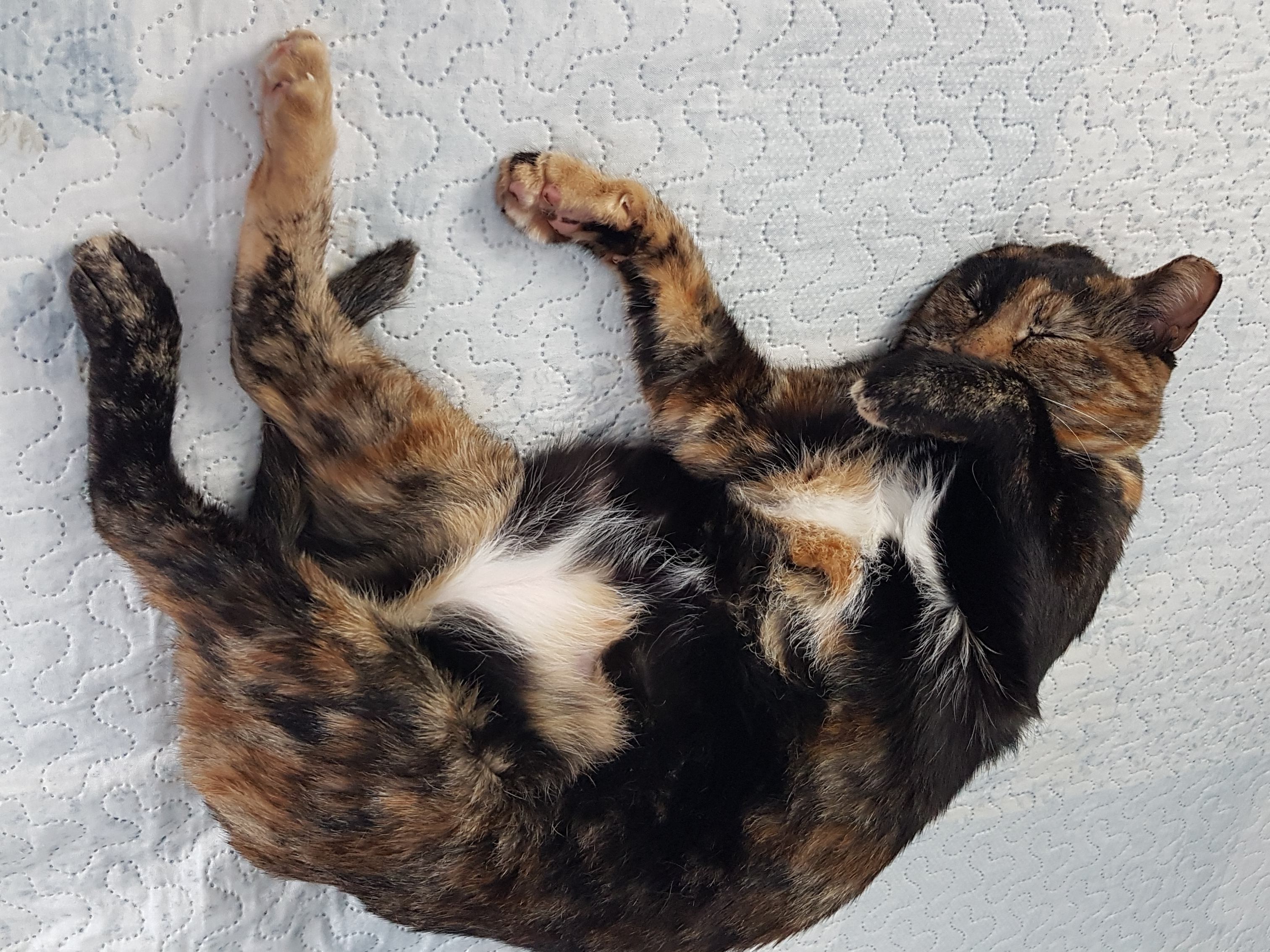 gatos-obesos-problemas