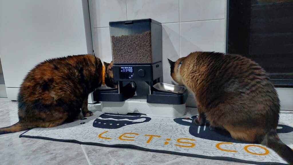 como-emagrecer-um-gato