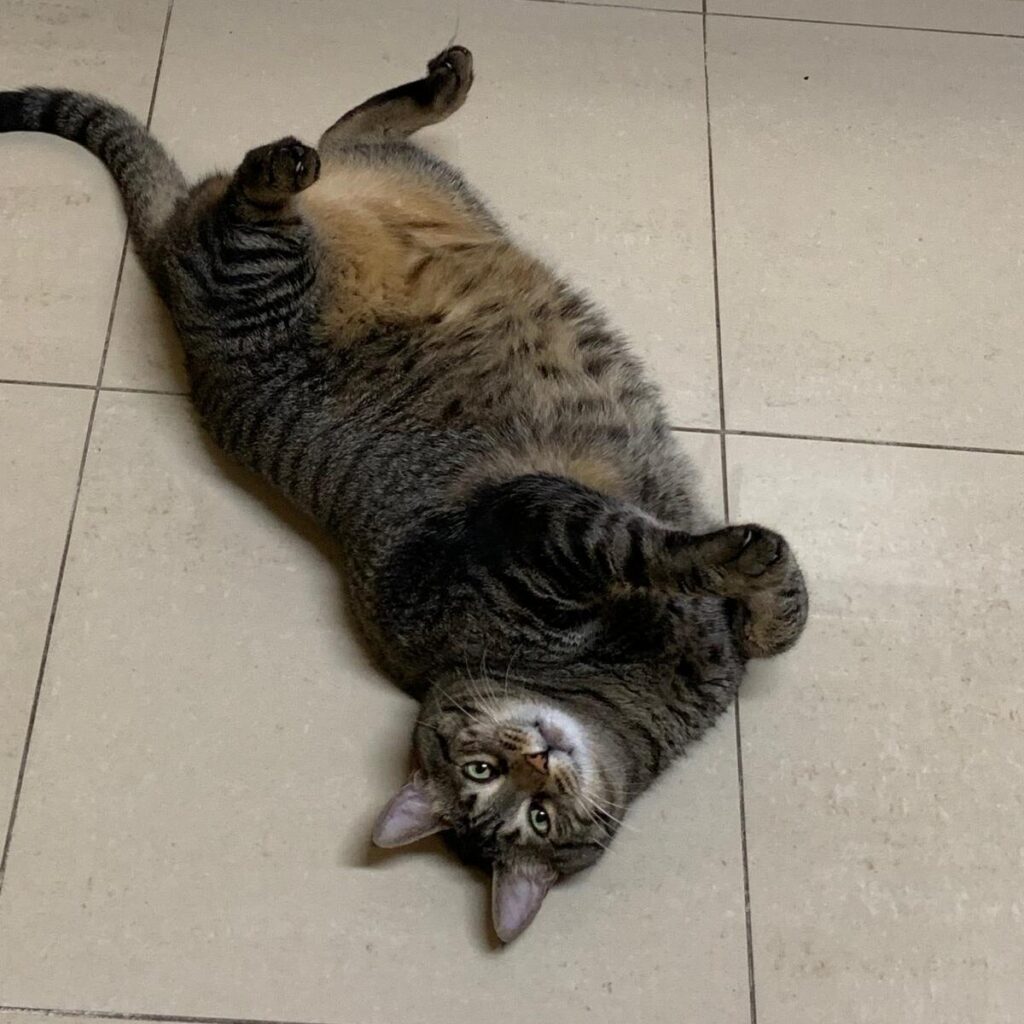 exemplo de obesidade em gatos: gato às riscas obeso, deitado de barriga para cima