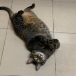 gato obeso de cor cinza, listrado