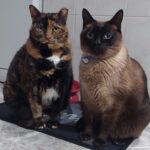 gato tartaruga e gato siamês sentados lado a lado