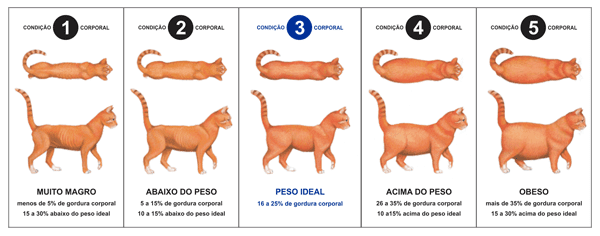 Tabela peso gatos: 5 níveis de gordura corporal, desde a classificação "muito magro" até "obeso"