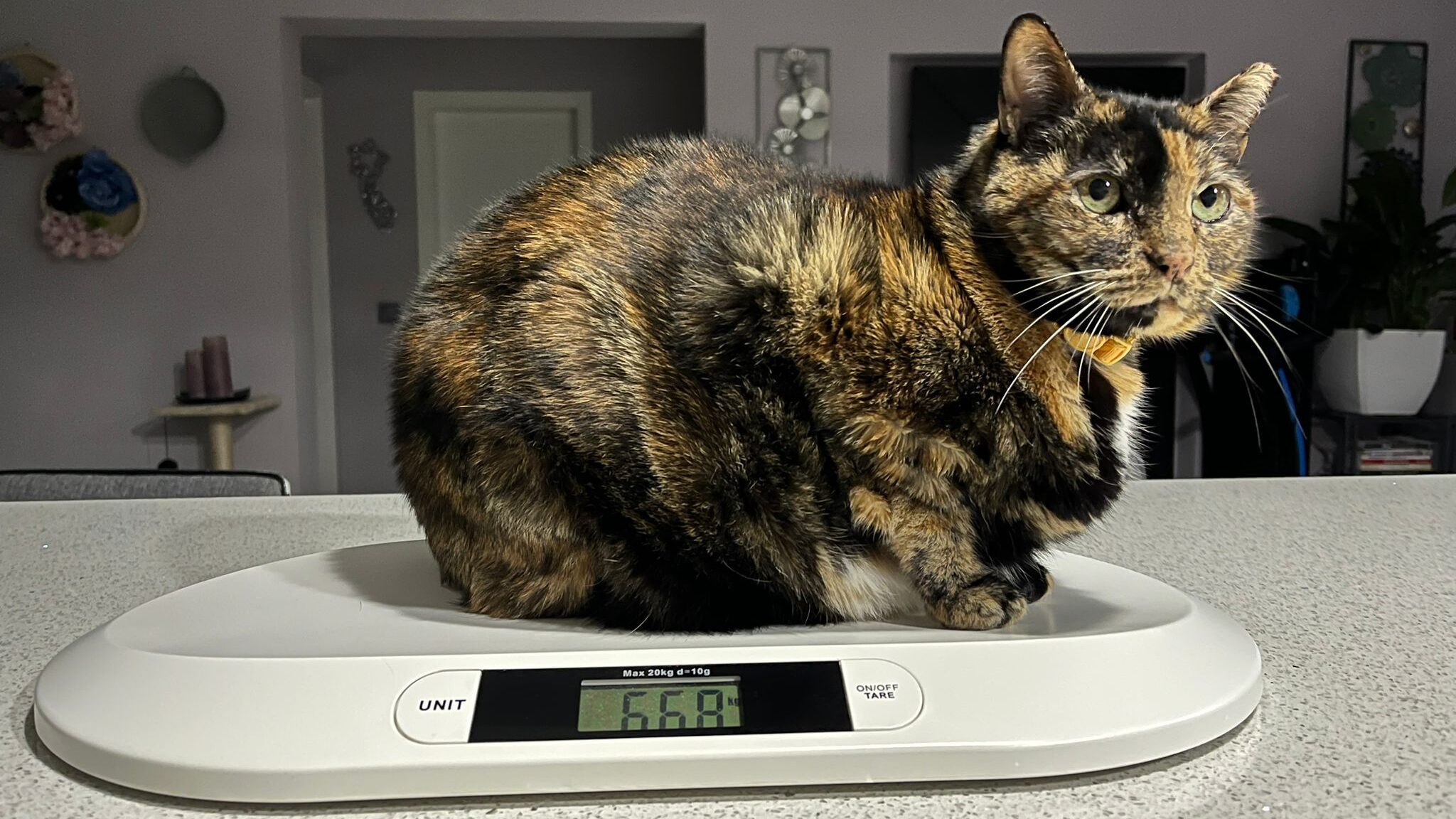 gato cor de casco de tartaruga a pesar-se numa balanca